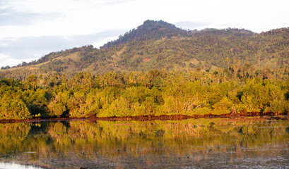Mangrove forest along North coast of Sulawesi Indonesia.