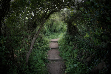 Fototapeta premium tunnel in vegetation