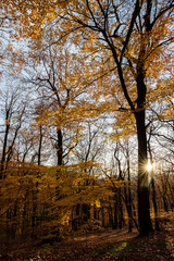 Buchen Wald Herbst Laub Färbung Bäumer Iserlohn Sauerland Deutschland StadtwaldNatur Sonne Dämmerung Sonnenuntergang Stimmung Gegenlicht Leuchten Farbspiel gelb orange 