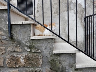 Gatti liberi, gatti di strada cani in campagna gatto tigrato