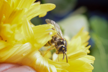 Macro of a wasp bee on a yellow chrysanthemum flower.