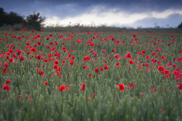 Field of Poppies near Poundbury Dorchester