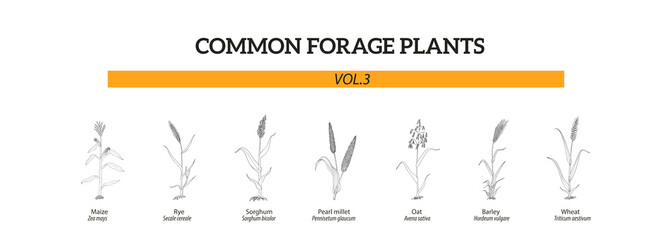 Black and white hand drawn illustration of common Forage plants, vol.3, with rye, sorghum, millet, oat, maize, barley.