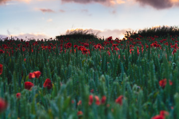 Field of Poppies near Dorchester