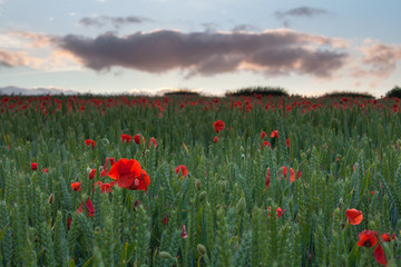 Field of Poppies near Poundbury Dorchester