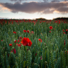 Field of Poppies near Dorchester