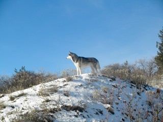Siberian Husky stands on a snowy hill against the blue sky. Winter landscape