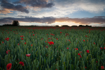 Field of Poppies near Poundbury Dorchester
