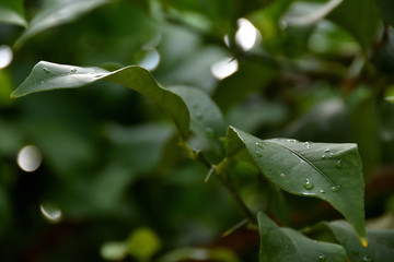 Detail of green leaves of a lemon tree with raindrops