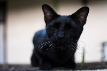 Close-up of black cat staring mischievously into camera.