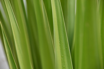 Fototapeta na wymiar Green palm leaves after the rain