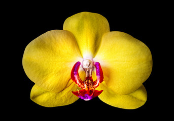 Fototapeta na wymiar ORCHID, PHALAENOPSIS, MACRO FROM DIFFERENT VIEWS, FLOWERS AND WHOLE BRANCH ON BLACK BACKGROUND