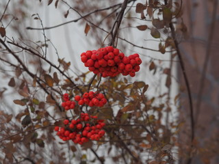rowan brushes on a white background in the garden