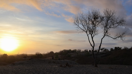 Fototapeta na wymiar dry tree trunks against a beautiful sky background