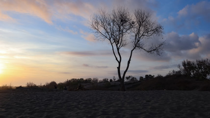 Naklejka na ściany i meble dry tree trunks against a beautiful sky background