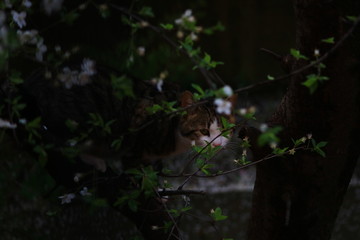 cat on the tree