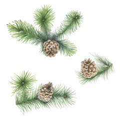 Pine tree branches isolated on white background.  Christmas, New Year holiday decoration. Watercolor painting. Can be used for New Year and Christmas decor, greeting cards, cloth printing, fabric.