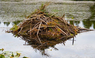 Close up of a beaver lodge sitting on a still lake surrounded by Water Lilies. © Moment of Perception