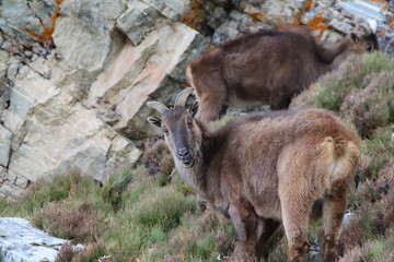 Picture of young female Siberian ibex (Capra sibirica sakeen) standing on a mountainside of Himalayas in Sagarmatha national park in Nepal. Siberian ibexes are large and heavily built goats.
