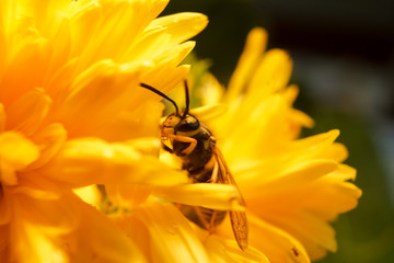 Macro of a wasp bee on a yellow chrysanthemum flower.