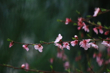 pink flower in spring