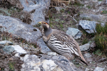 Picture of Tibetan snowcock (Tetraogallus tibetanus) near Thagnag village at an altitude of 4900 meters in Himalayan mountains (Himalayas) in Nepal.
