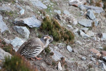 Picture of Tibetan snowcock (Tetraogallus tibetanus) near Thagnag village at an altitude of 4900 meters in Himalayan mountains (Himalayas) in Nepal.