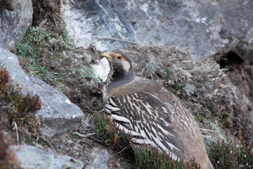 Picture of Tibetan snowcock (Tetraogallus tibetanus) near Thagnag village at an altitude of 4900 meters in Himalayan mountains (Himalayas) in Nepal.