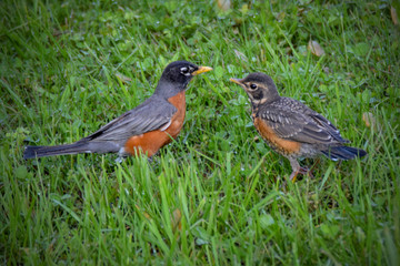 Adult and Juvenile Robin in Grass