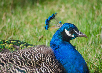 Obraz premium Peacock with strong colors