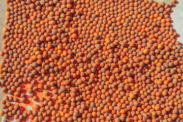Quandong Seeds. Australia bush food eaten by Australian s. Santalum acuminatum or quandong of the desert is a red fruits in central deserts and southern areas of Australia.
