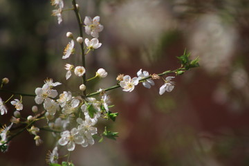 flowers of a tree in spring
