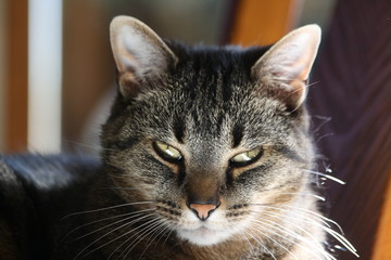 Annoyed Cat Photos Royalty Free Images Graphics Vectors