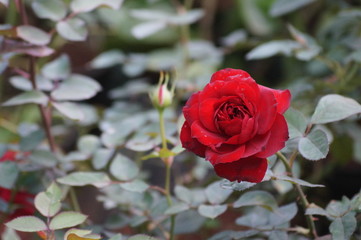 red rose in garden