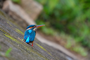 Kingfisher at Bhadravathi Water Canal Karnataka