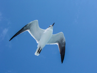 A solo seagull soaring against a cloudless blue sky