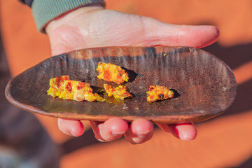 Hand of woman holds on a bush tucker food with pieces of Witchetty grubs grilled, a wood-eating...
