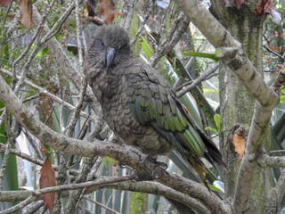 Fluffed Up Kea near Christchurch New Zealand
