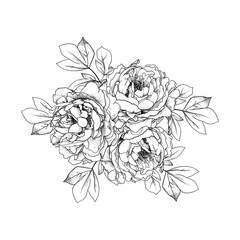 Hand drawn bouquet with peonies and leaves. isolated on white background.