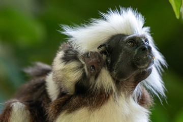Cotton-Top Tamarin Monkey at Singapore Zoo