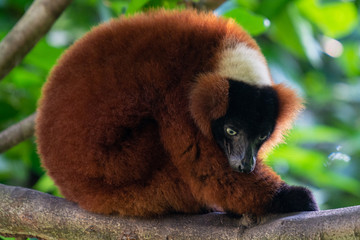 Red Ruffed Lemur Primate at Singapore Zoo