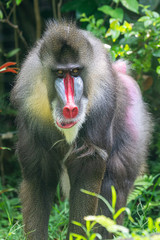 Mandrill Primate at Singapore Zoo
