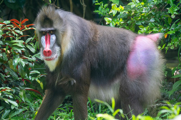 Mandrill Primate at Singapore Zoo