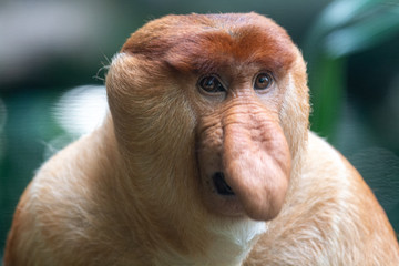 Proboscis Monkey at Singapore Zoo