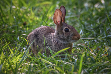 Baby Bunny Sitting in Grass