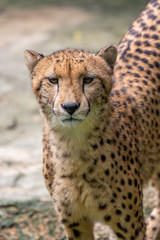 Naklejka na ściany i meble Cheetah at Singapore Zoo