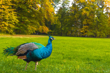 Fototapeta premium Peacocks walking in the park in Graz, Styria region, Austria