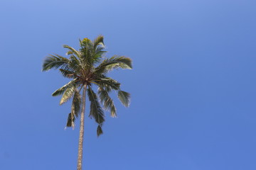 Beautiful natural background of coconut tree and blue sky 