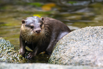 Otter at Singapore Zoo