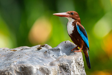 Kingfisher at Singapore Zoo